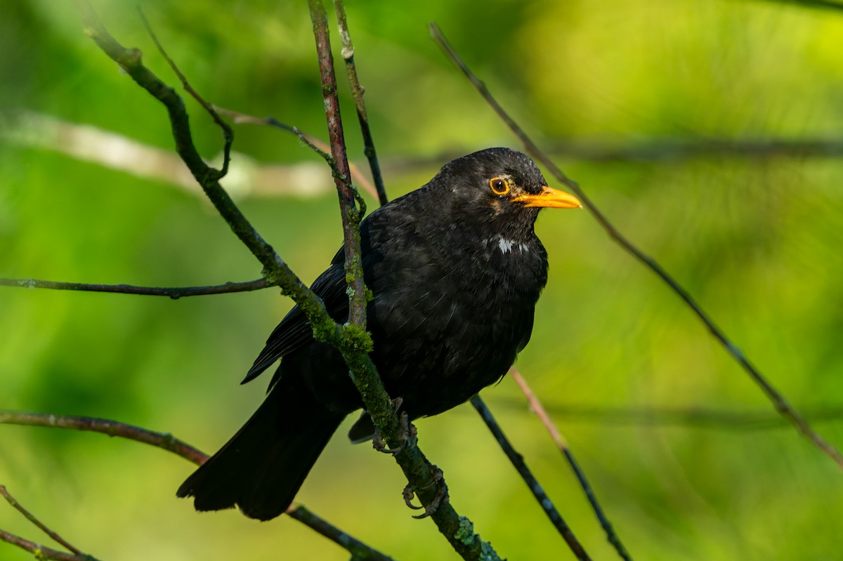 Eurasian Blackbird - lucien ABAH