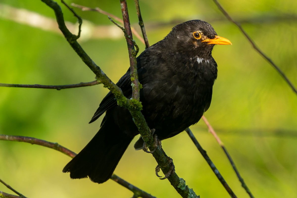 Eurasian Blackbird - lucien ABAH