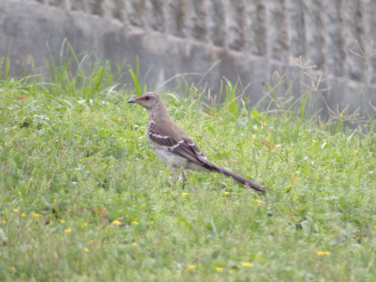 Northern Mockingbird - Texas Bird Family