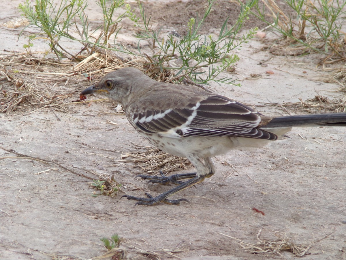 Northern Mockingbird - Texas Bird Family