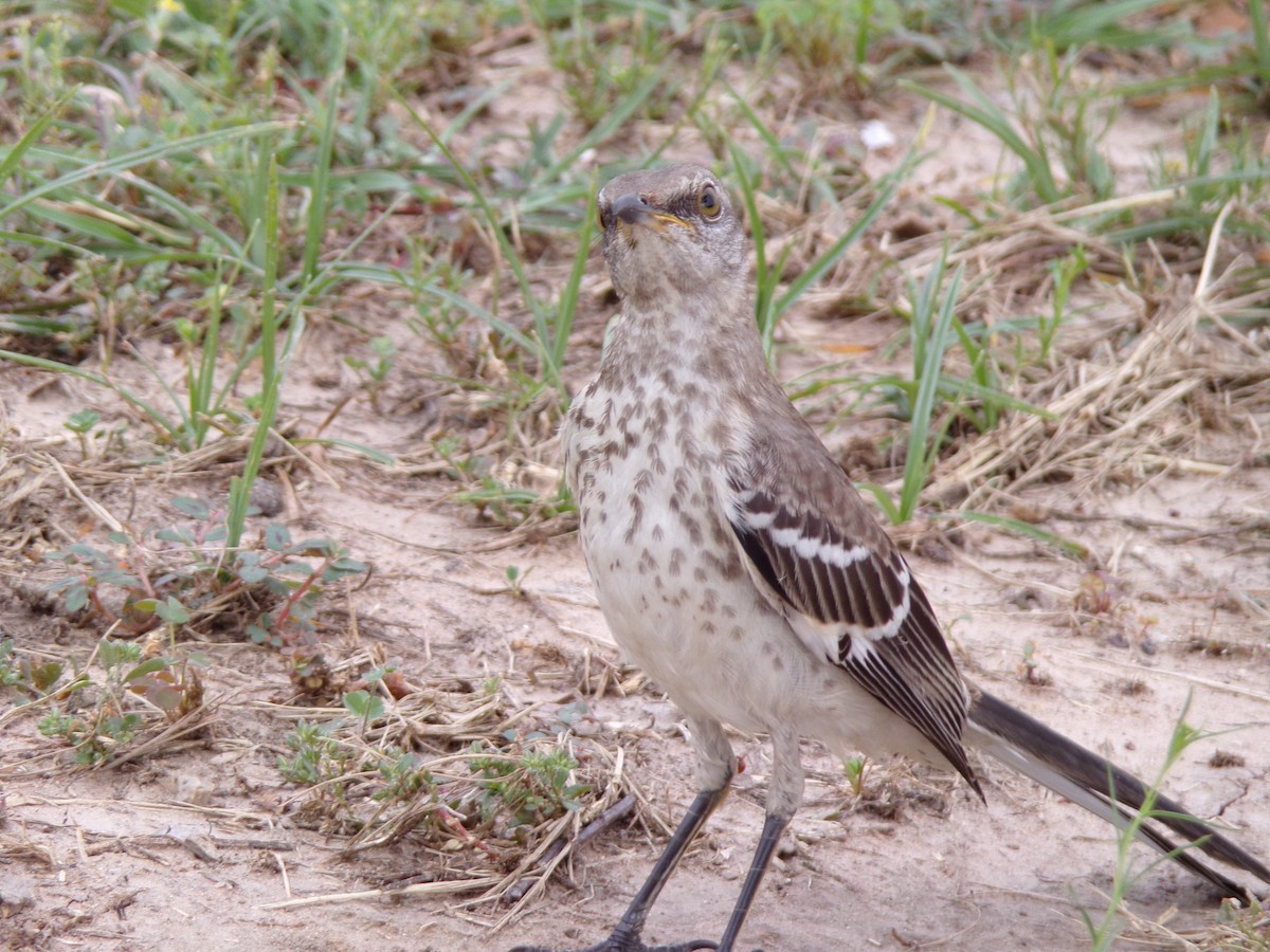 Northern Mockingbird - Texas Bird Family