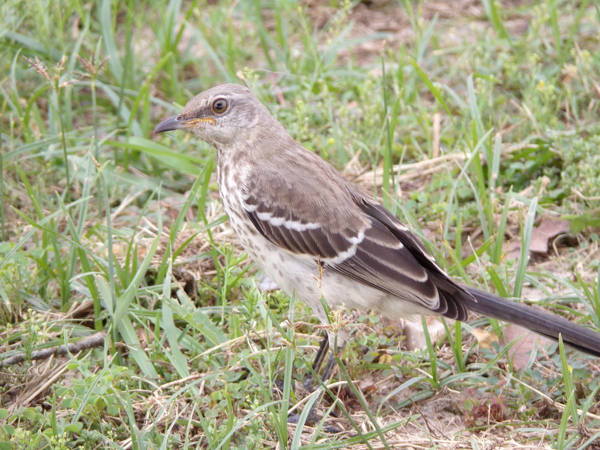 Northern Mockingbird - Texas Bird Family