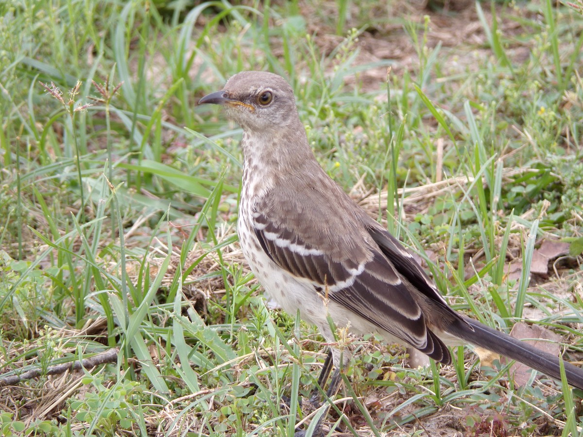 Northern Mockingbird - Texas Bird Family