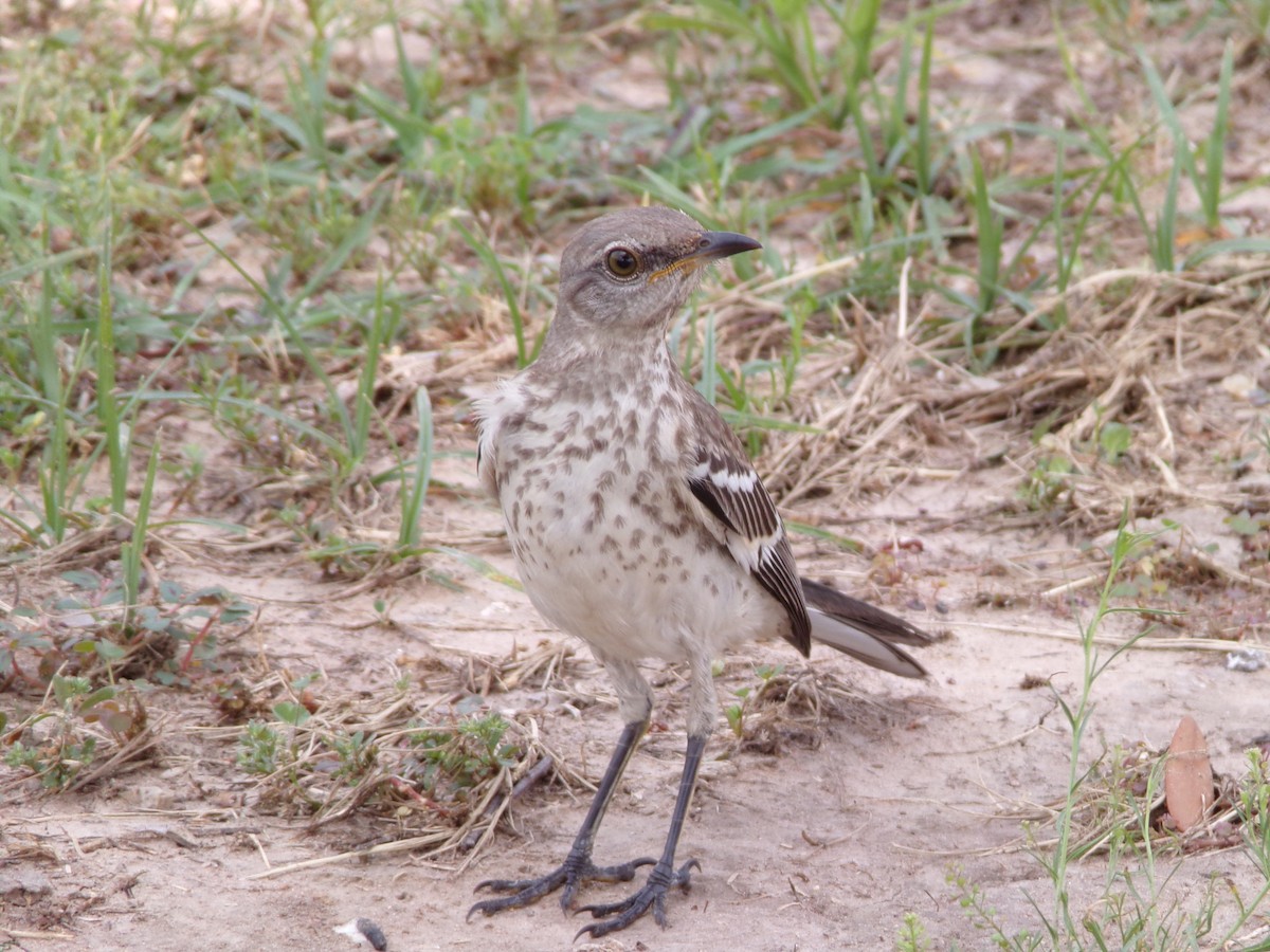 Northern Mockingbird - Texas Bird Family