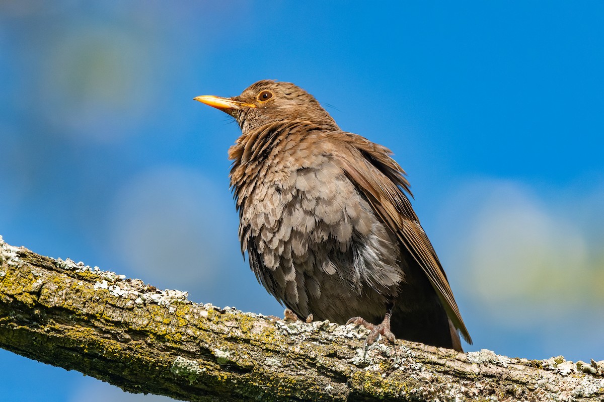 Eurasian Blackbird - lucien ABAH