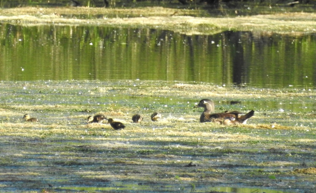 Wood Duck - Mary & Bob Pratt