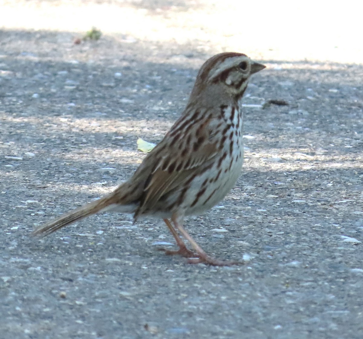 Song Sparrow - Susan Cooper