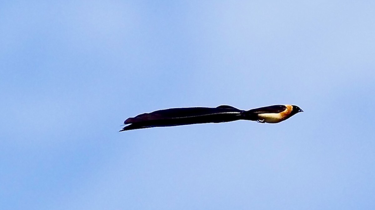 Sahel Paradise-Whydah - ML619493065