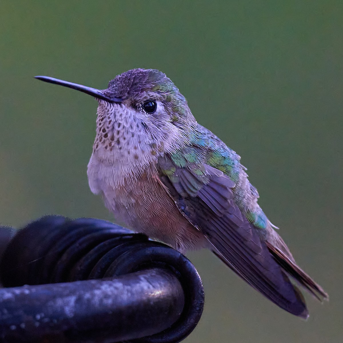 Broad-tailed Hummingbird - Julie Laity