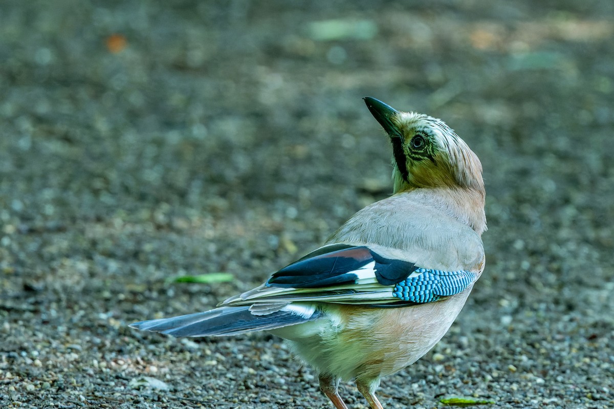 Eurasian Jay - lucien ABAH