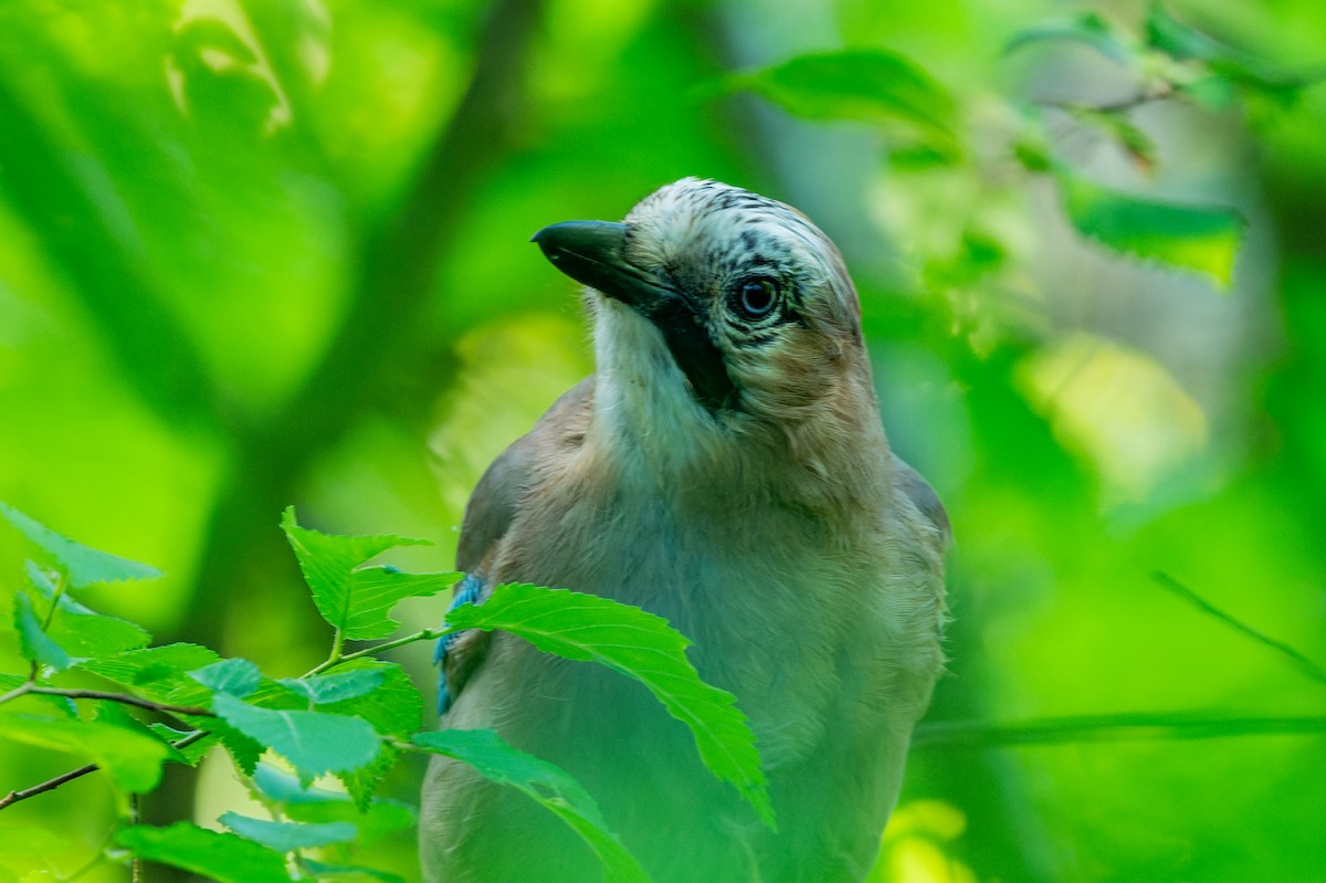 Eurasian Jay - lucien ABAH