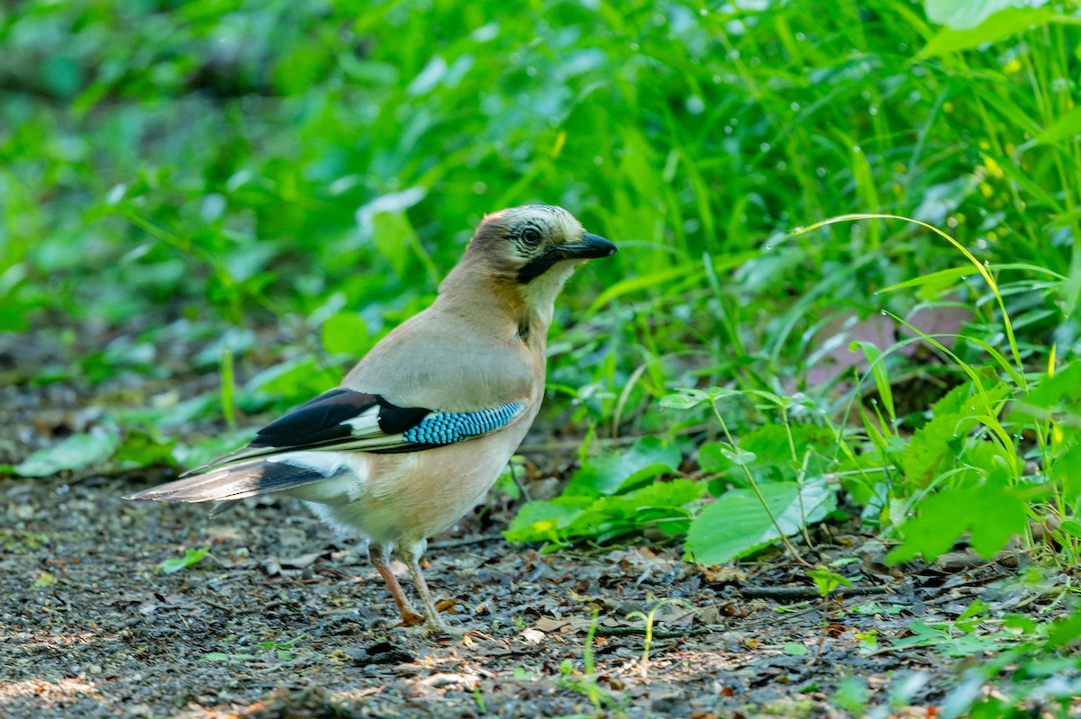 Eurasian Jay - lucien ABAH