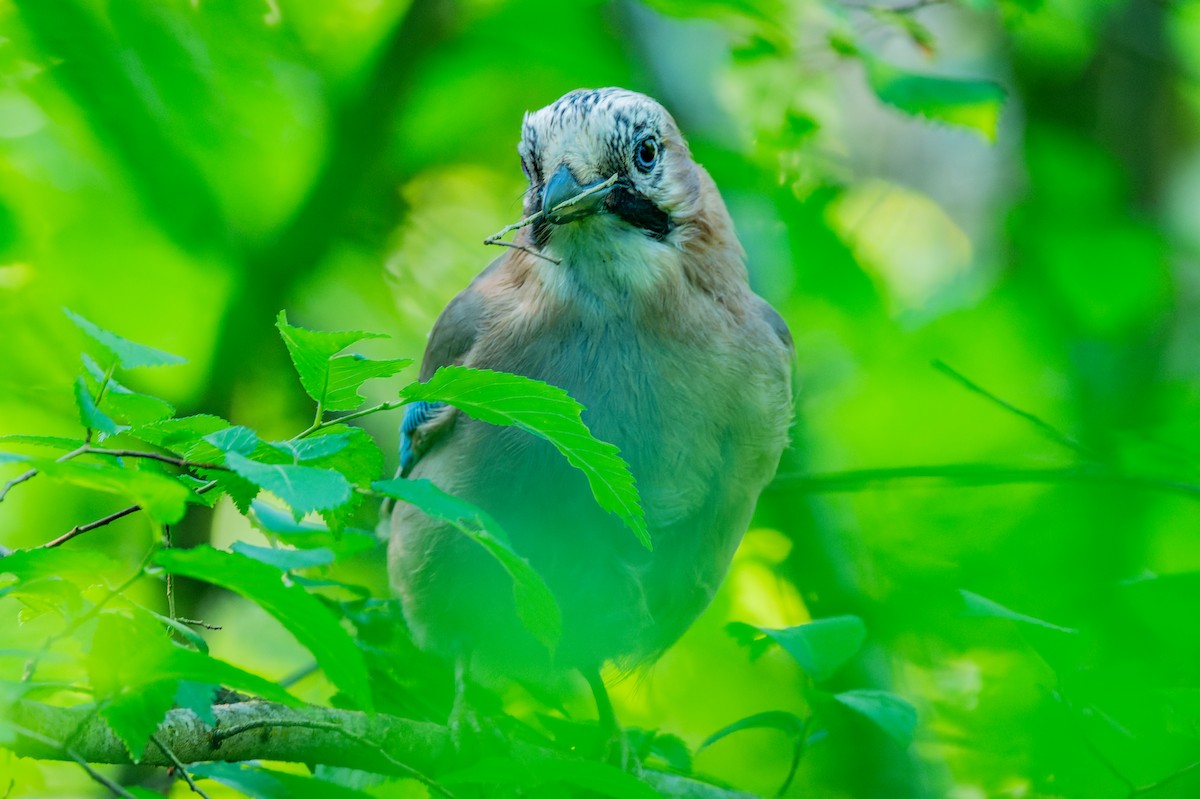 Eurasian Jay - lucien ABAH