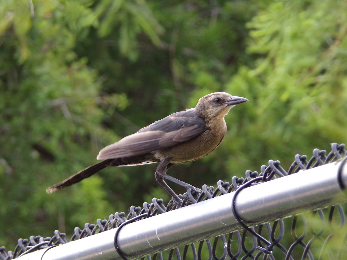 Great-tailed Grackle - Texas Bird Family