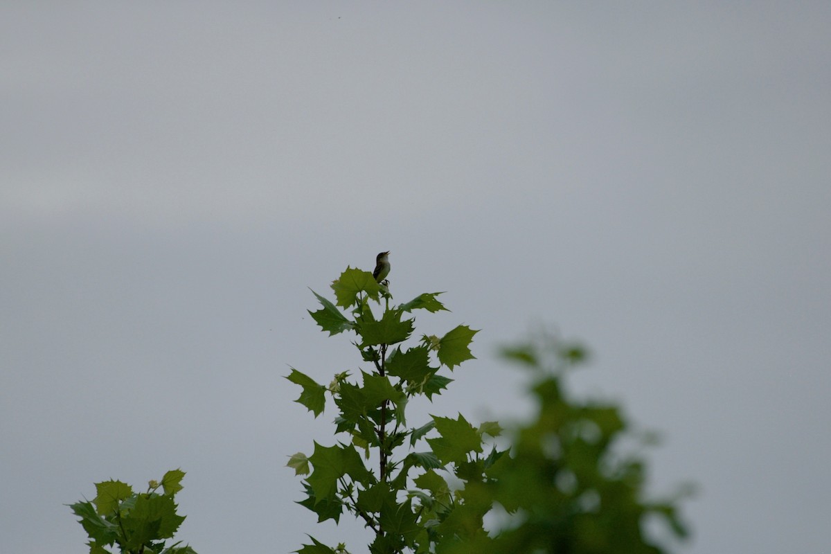 Alder Flycatcher - Jageshwar Benimadho