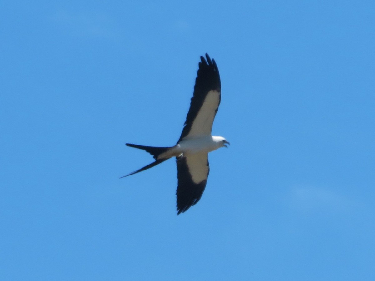 Swallow-tailed Kite - Claudia Amsler