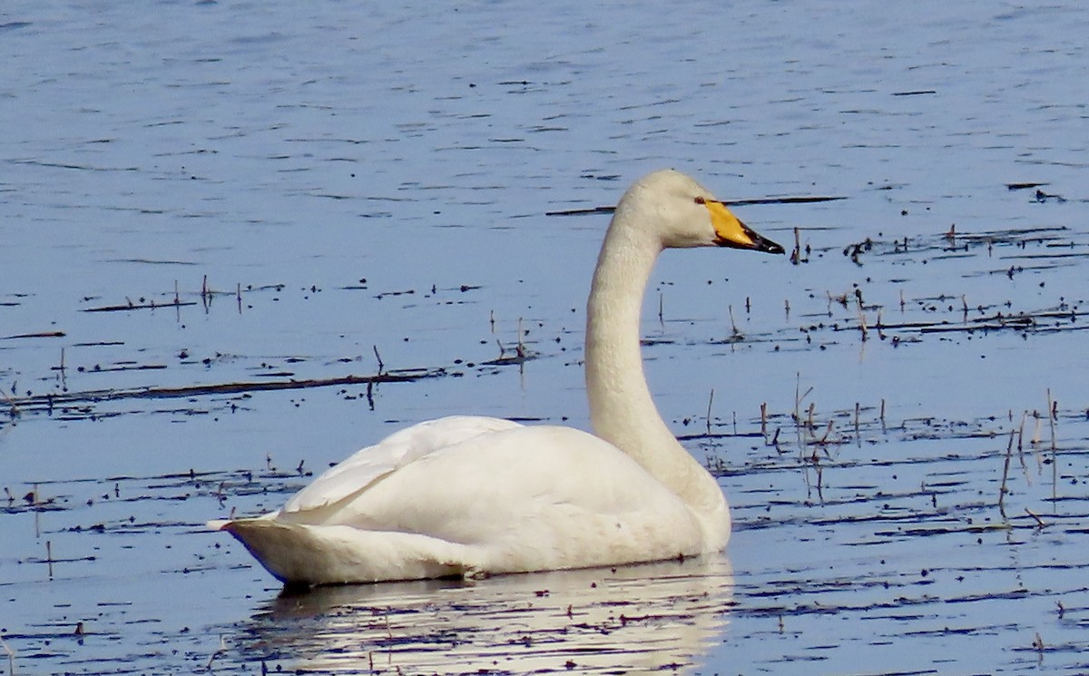 Whooper Swan - Suzanne Roberts