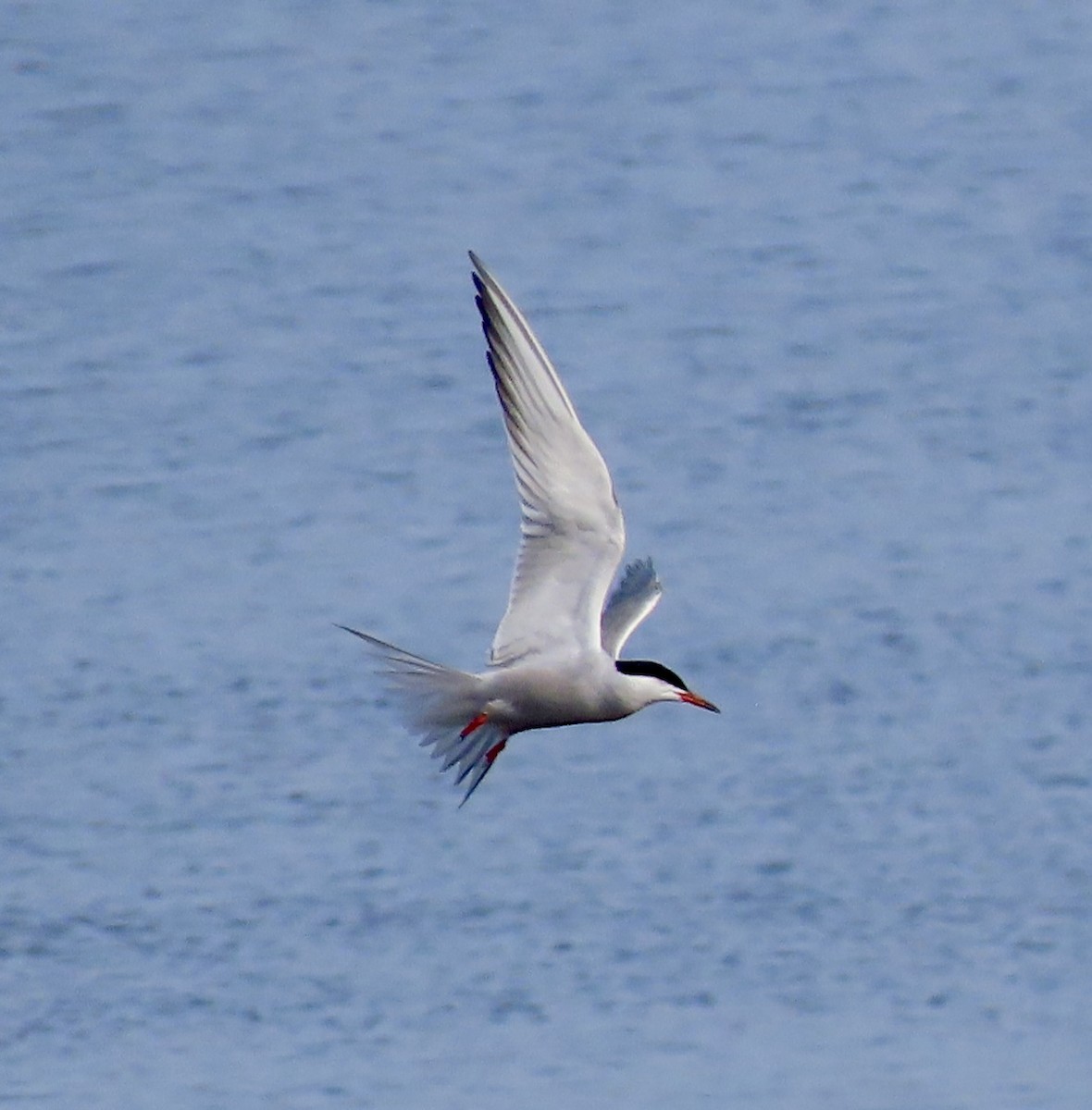 Common Tern - Suzanne Roberts