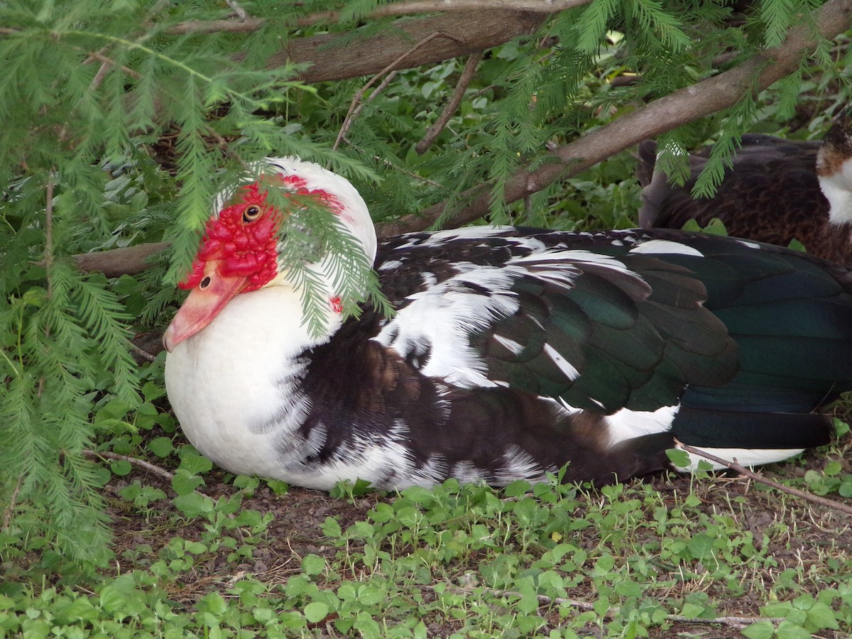 Muscovy Duck (Domestic type) - Texas Bird Family