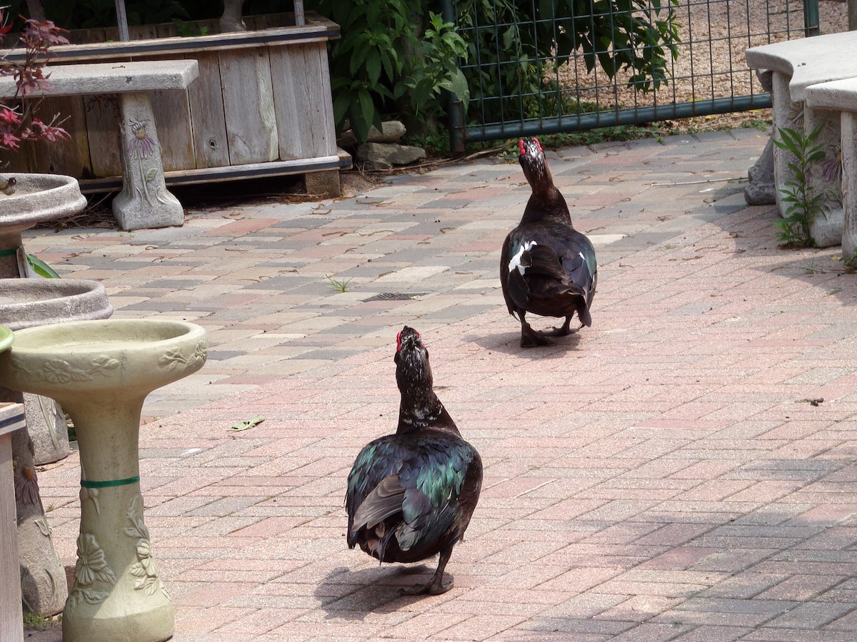 Muscovy Duck (Domestic type) - Texas Bird Family