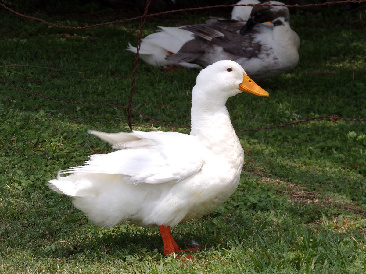Mallard (Domestic type) - Texas Bird Family
