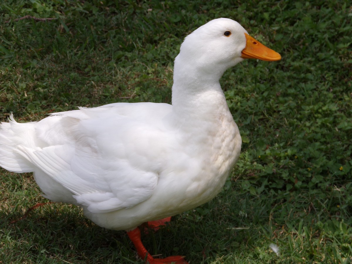 Mallard (Domestic type) - Texas Bird Family