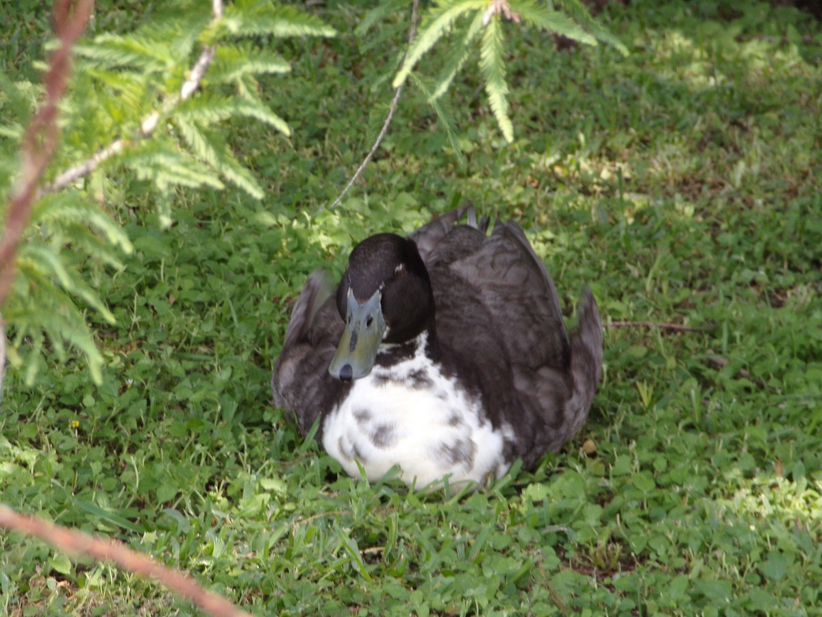 Mallard (Domestic type) - Texas Bird Family