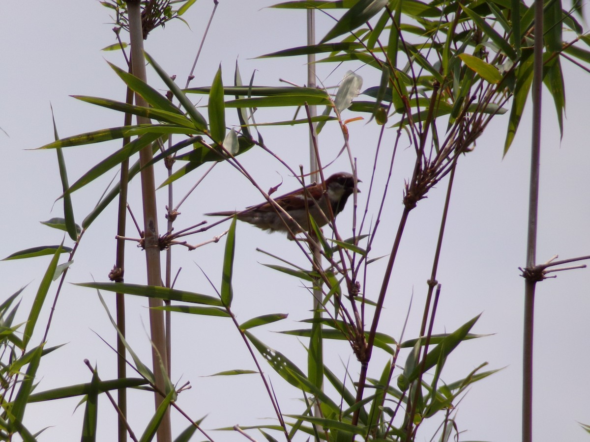 House Sparrow - Texas Bird Family