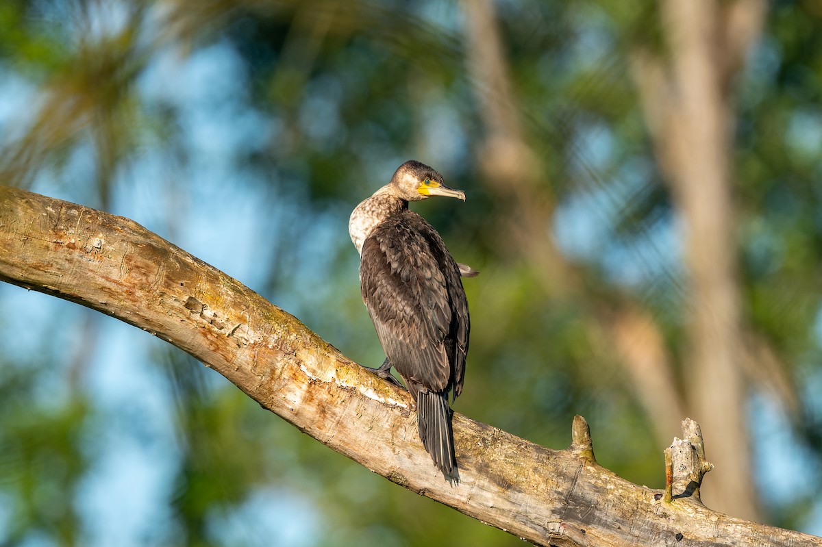 Great Cormorant - lucien ABAH