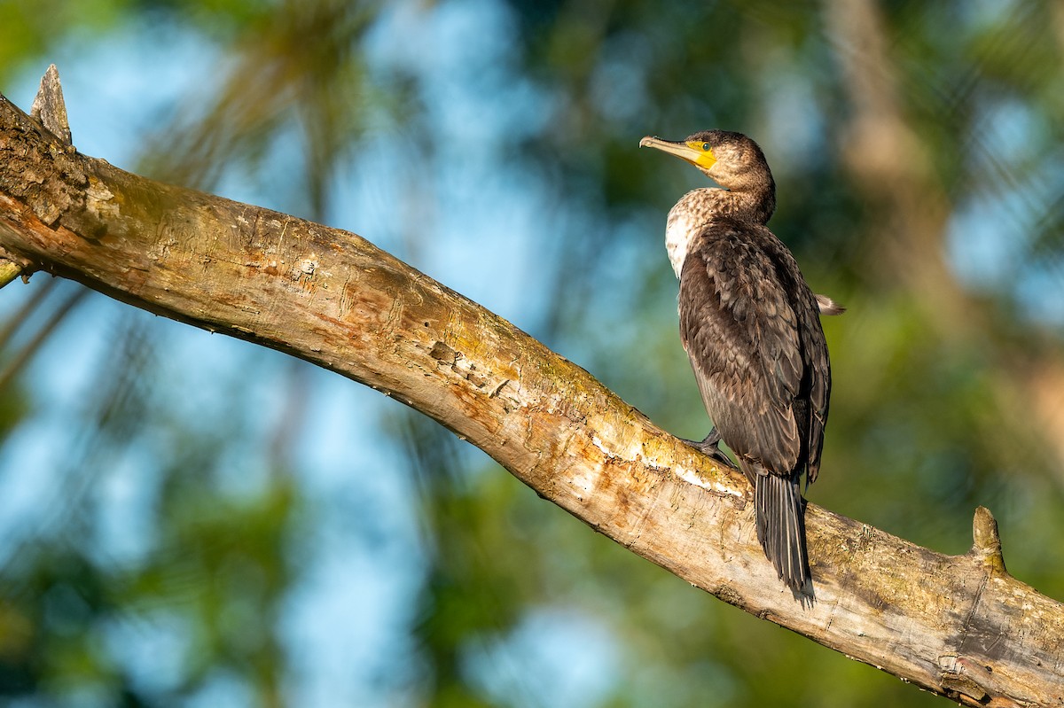 Great Cormorant - lucien ABAH