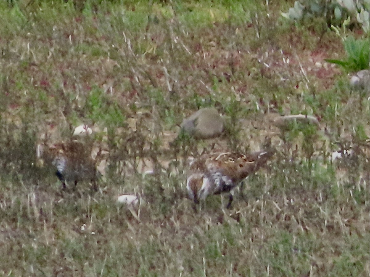 Dunlin - ML619493123