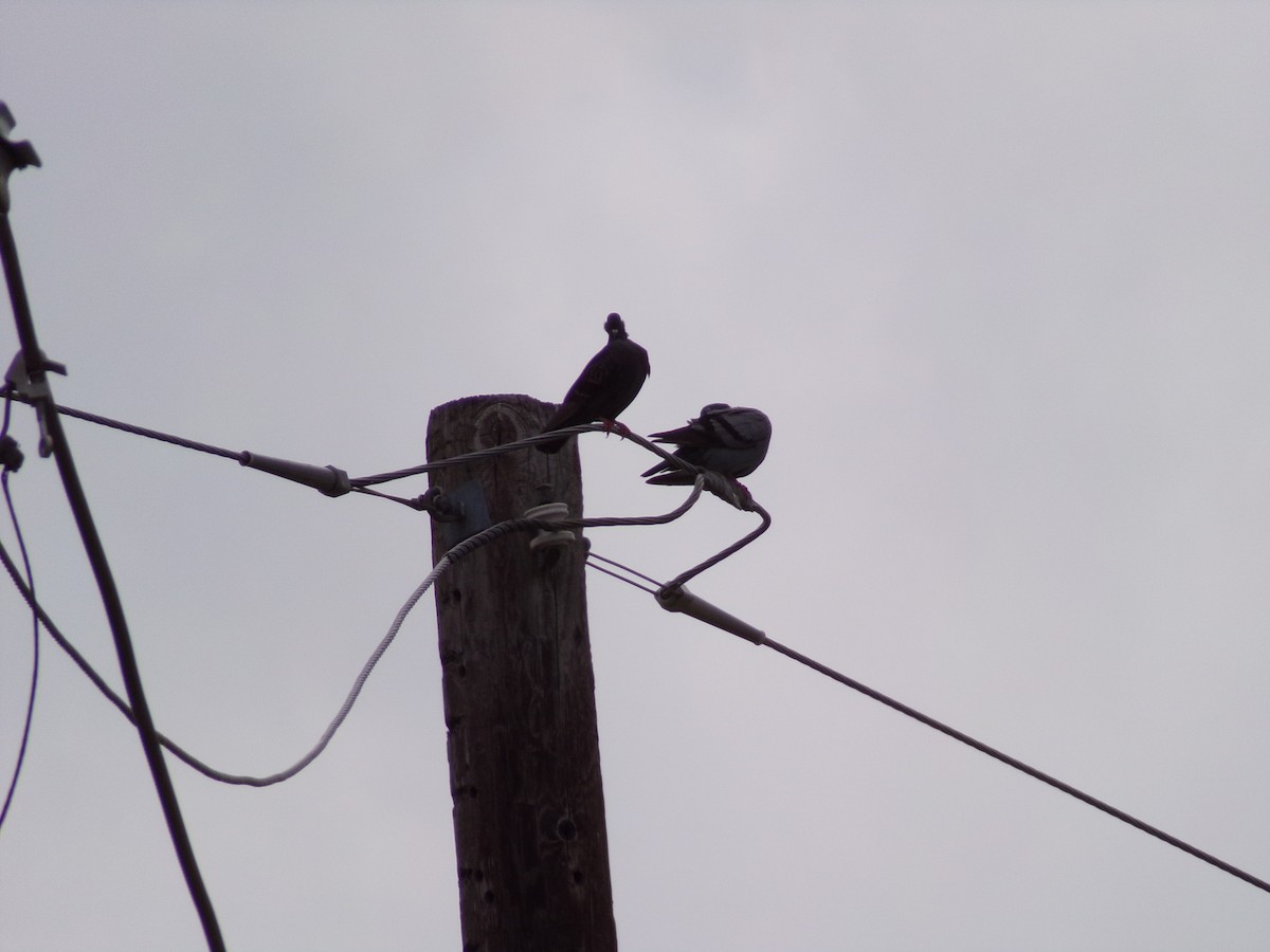 Rock Pigeon (Feral Pigeon) - Texas Bird Family