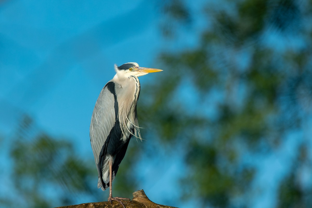 Gray Heron - lucien ABAH