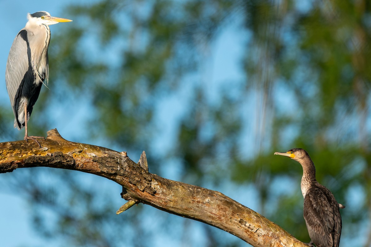 Gray Heron - lucien ABAH