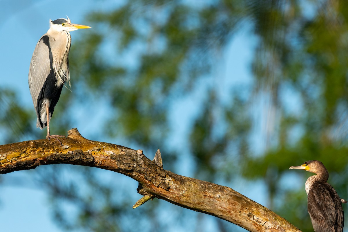 Gray Heron - lucien ABAH