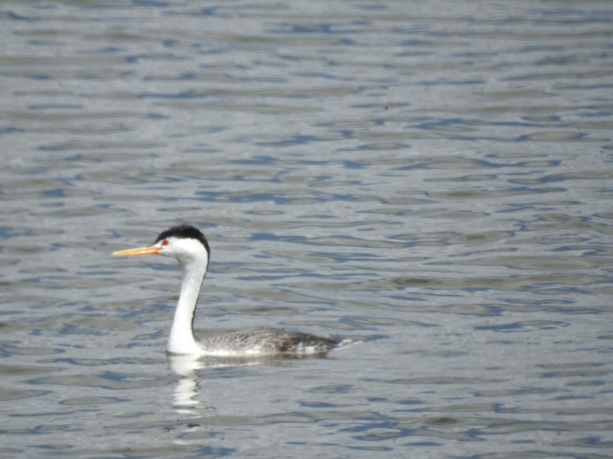 Clark's Grebe - Patrick Gearin