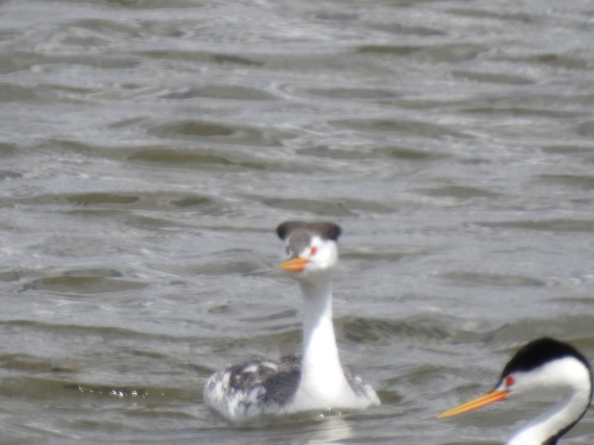 Clark's Grebe - Patrick Gearin