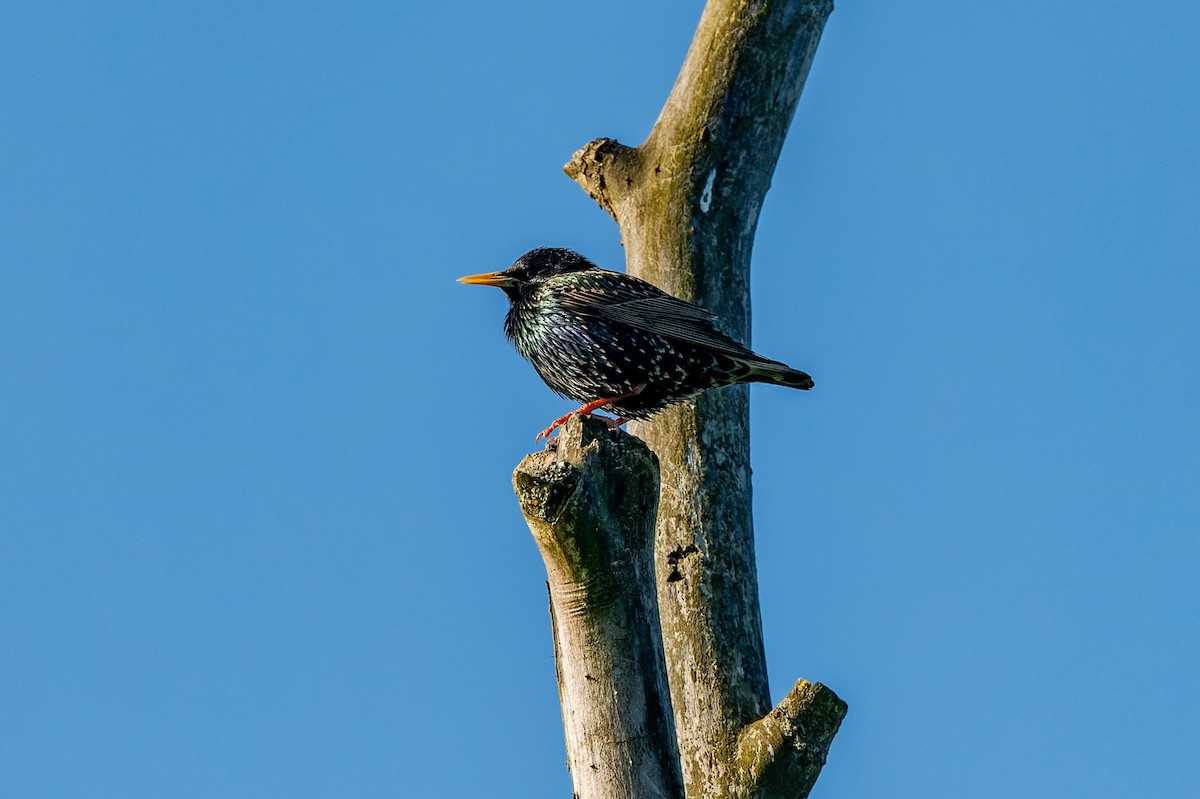 European Starling - lucien ABAH