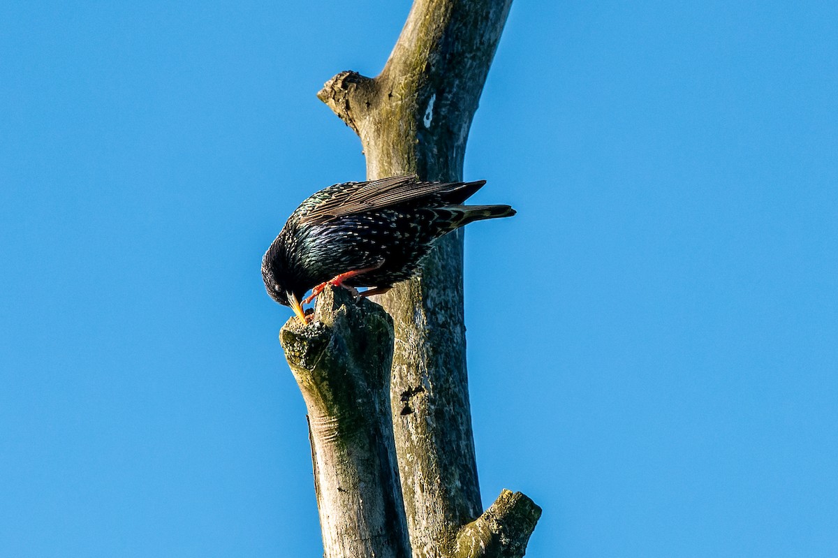 European Starling - lucien ABAH