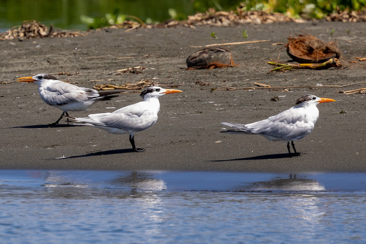 Royal Tern - Mason Flint