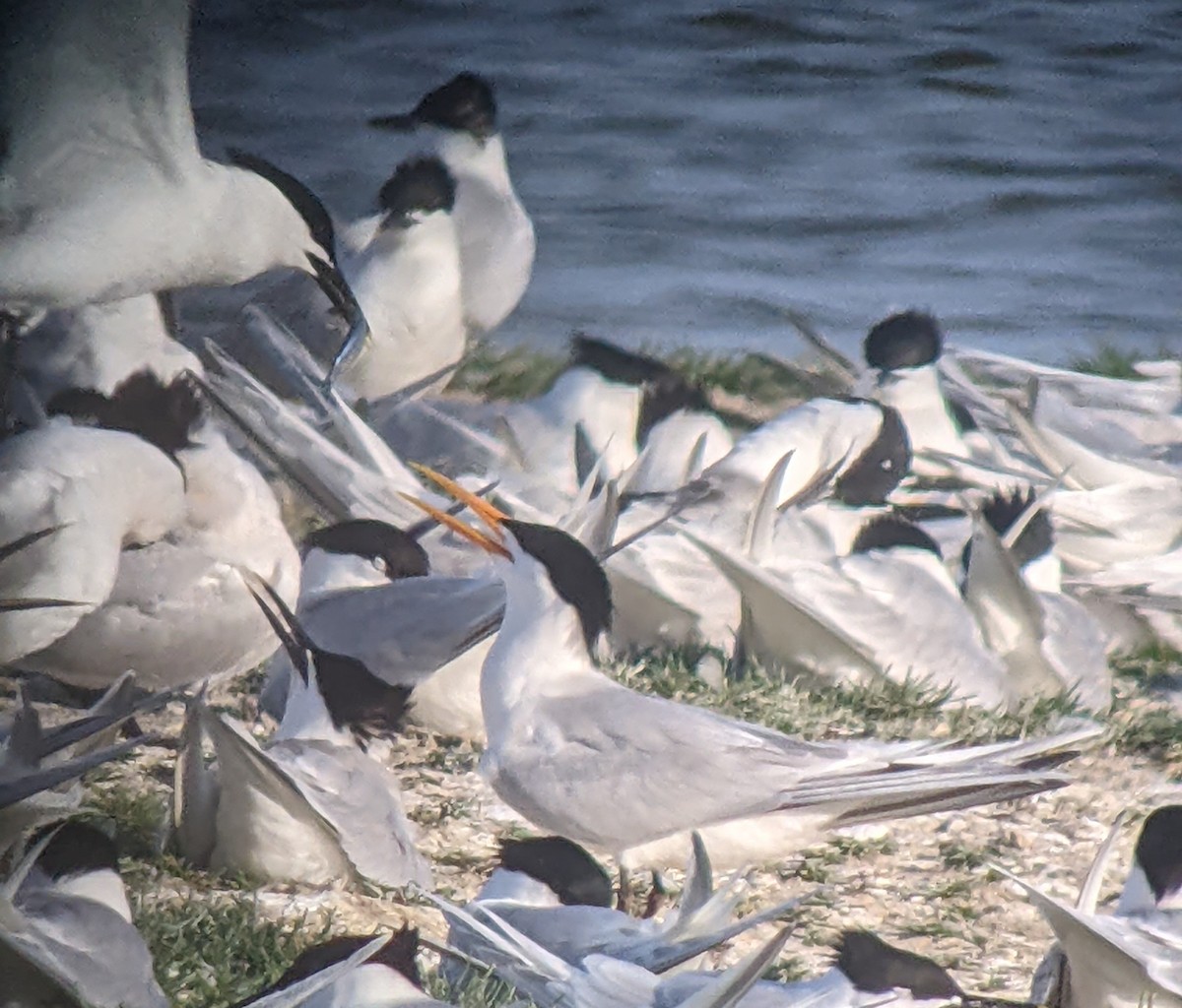 Elegant Tern - Vincent PERRIN