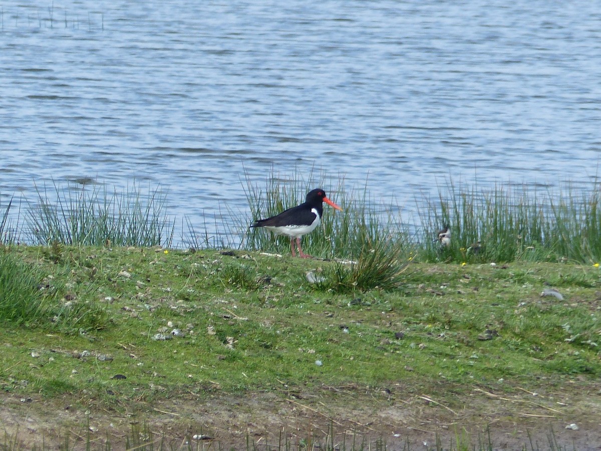 Eurasian Oystercatcher - ML619493174