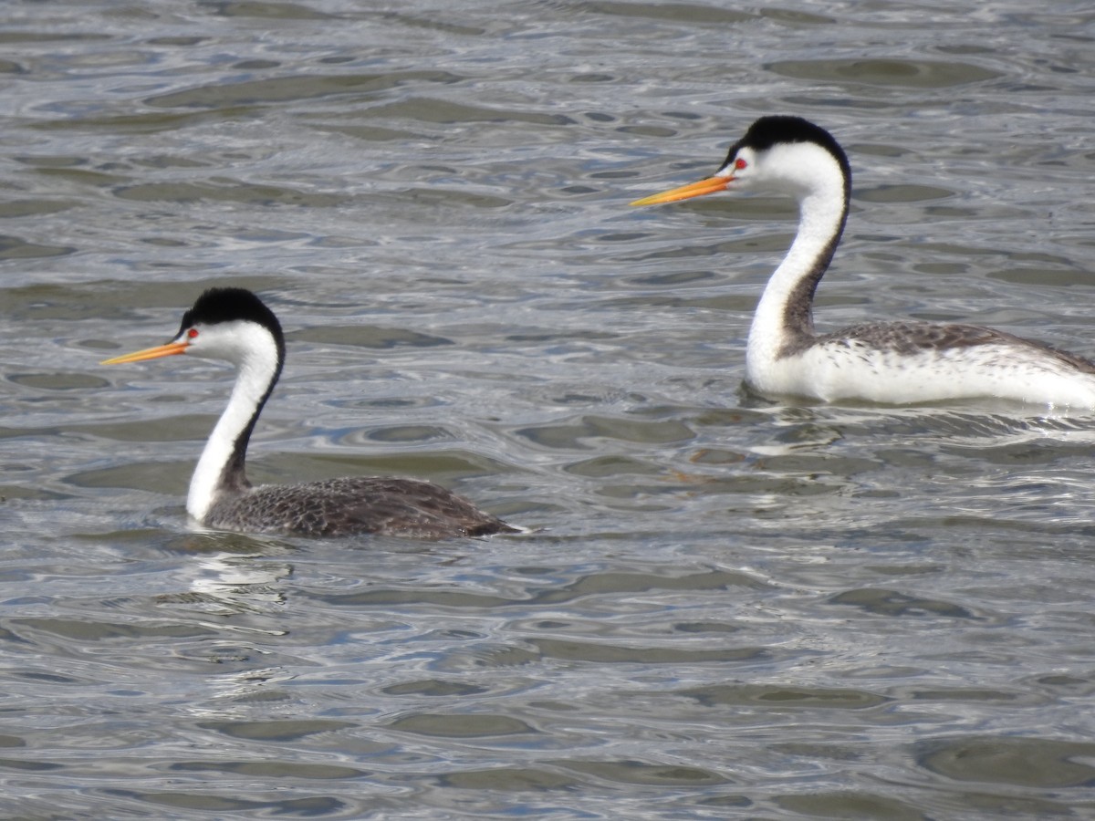 Clark's Grebe - Patrick Gearin