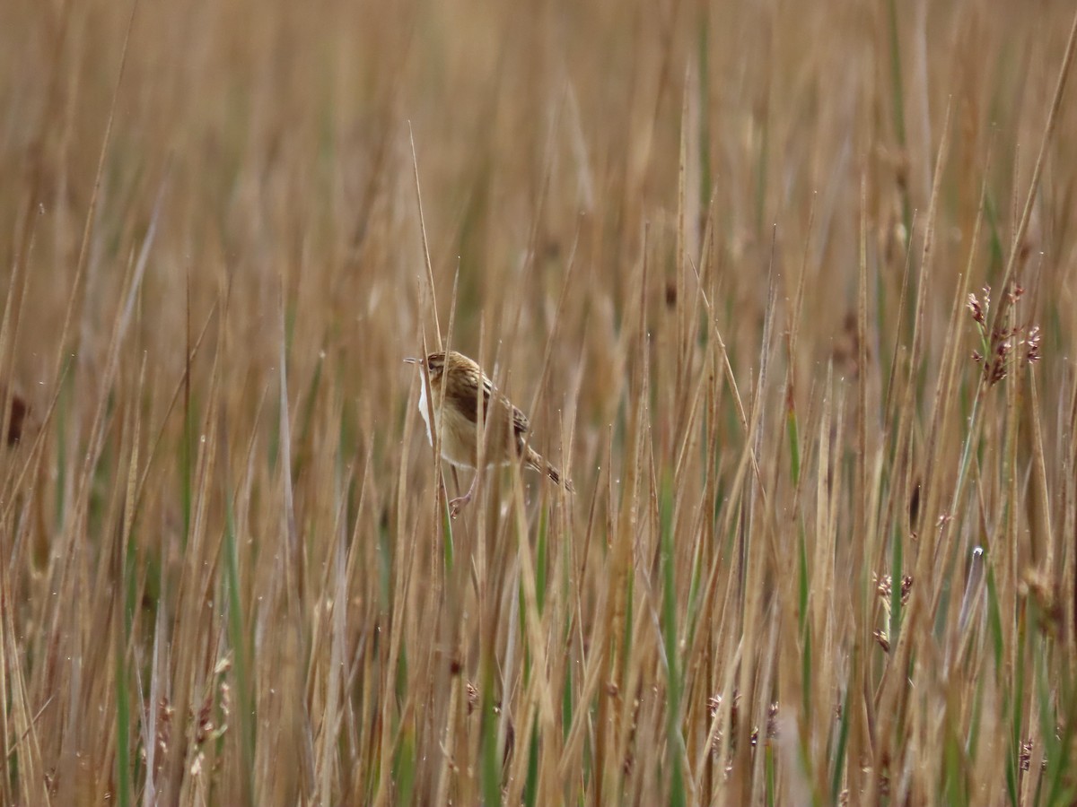 Grass Wren - Luis Teixeira