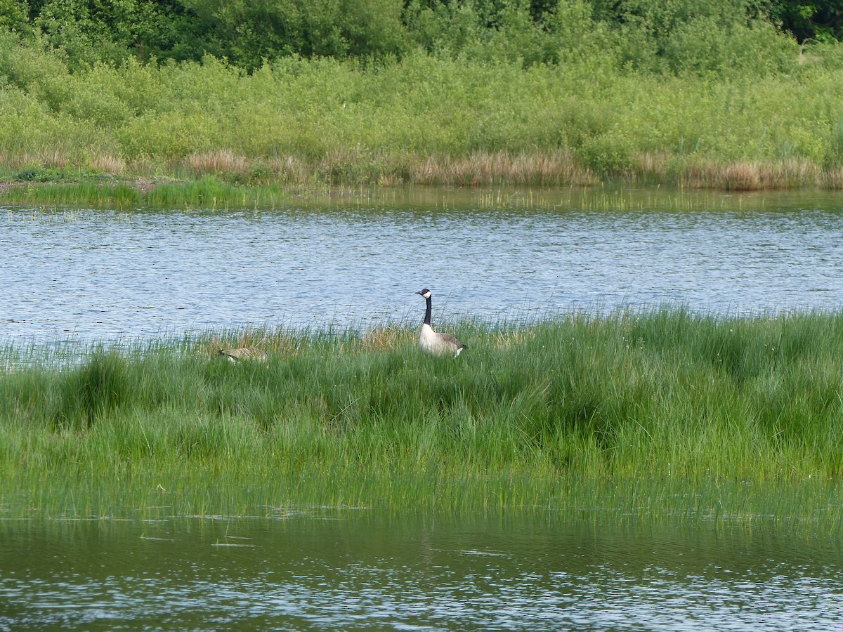 Canada Goose - ML619493180