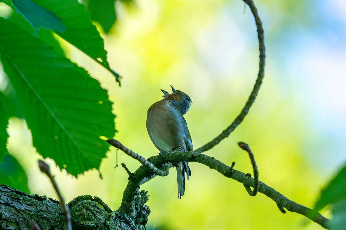 Common Chaffinch - lucien ABAH