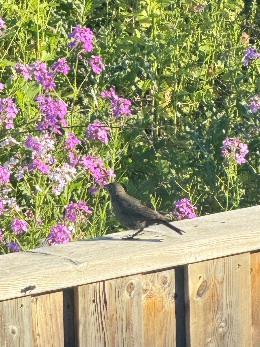 Brown-headed Cowbird - ML619493188