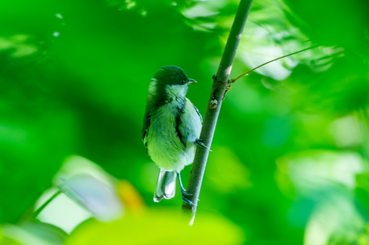 Great Tit - lucien ABAH