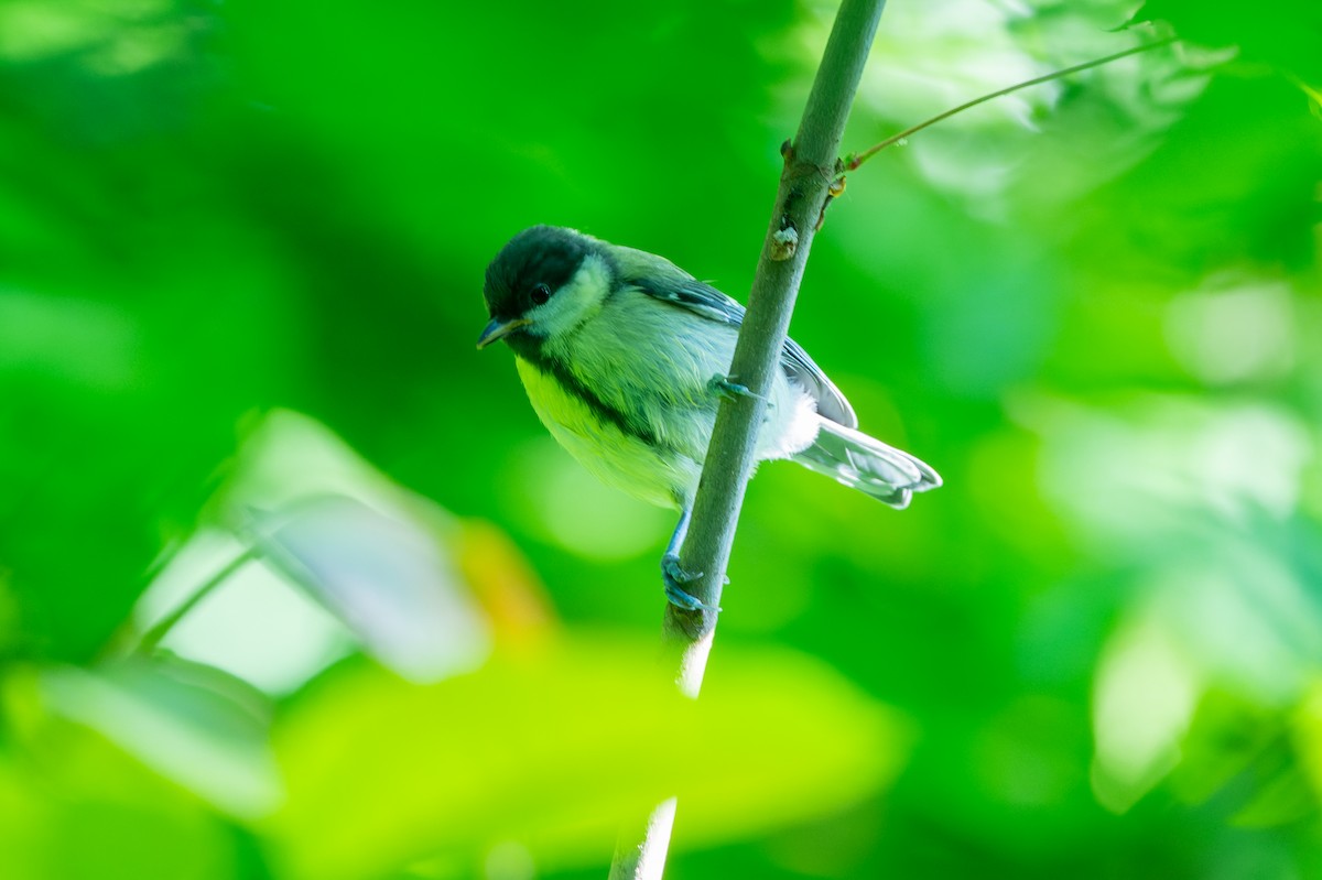 Great Tit - lucien ABAH