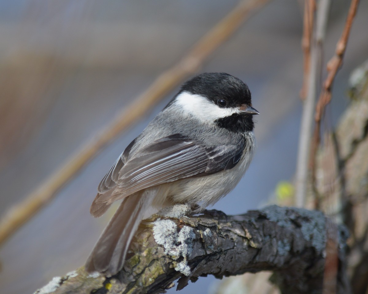 Black-capped Chickadee - Veronique Jean